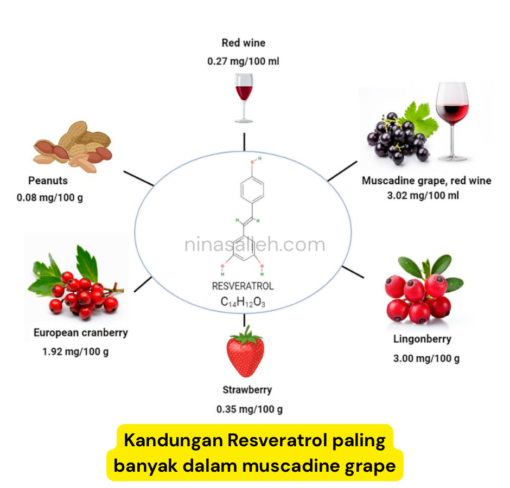 sumber resveratrol