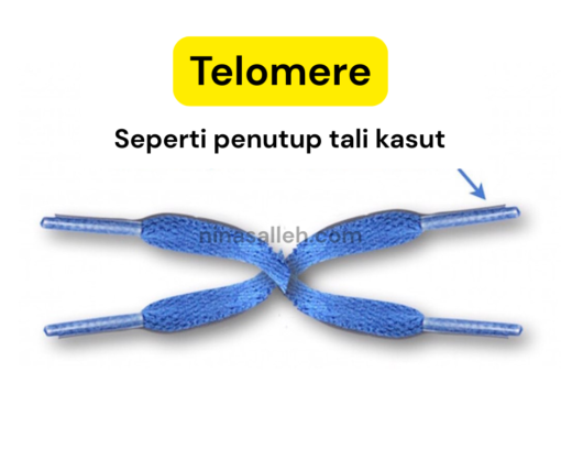 cara jaga kesihatan sel telomere study