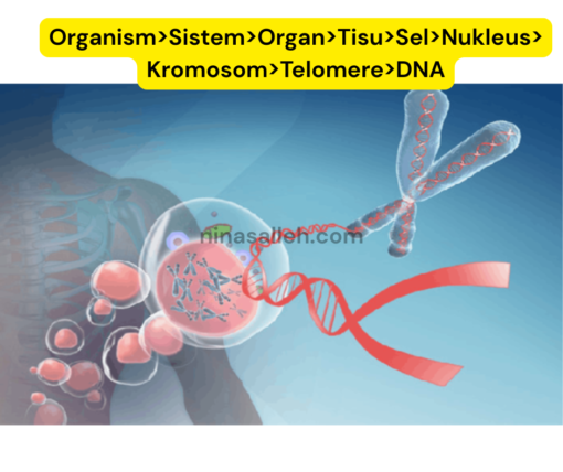 resveratrol untuk kesihatan telomere study